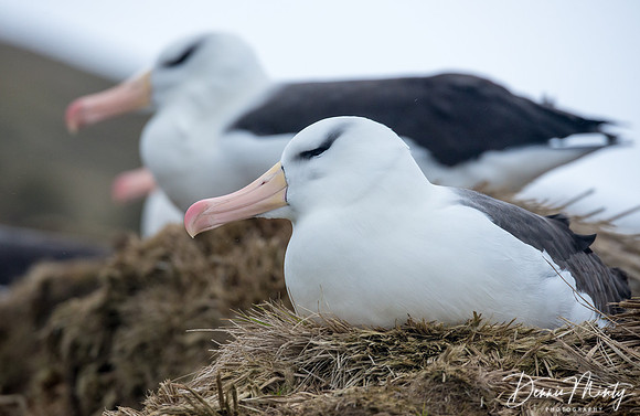 Black-browed Albatross, Steeple Jason, Falkland Islands