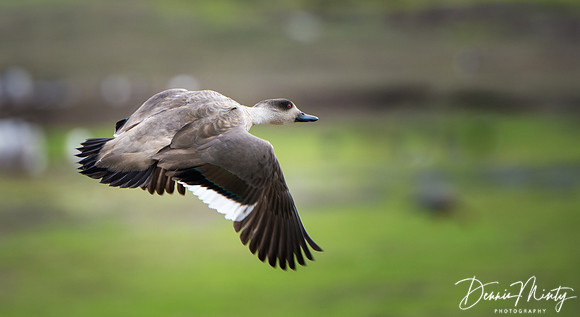 Crested duck (Lophonetta specularioides), Carcass Island, Falkland Islands