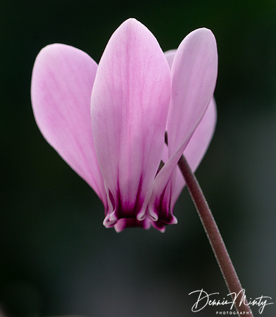 Cyclamen, Memorial University of Newfoundland Botanical Garden, St. John's, Newfoundland, Canada