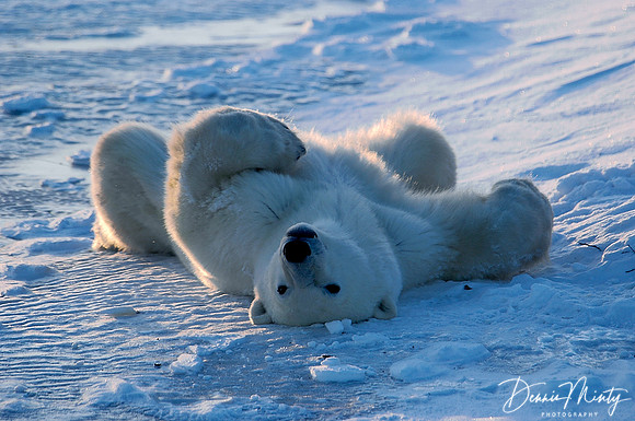 Polar Bear (Ursus maritimus) Waking Up, Churchill, Manitoba, Canada