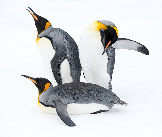 King Penguins (Aptenodytes patagonicus), Right Whale Bay, South Georgia