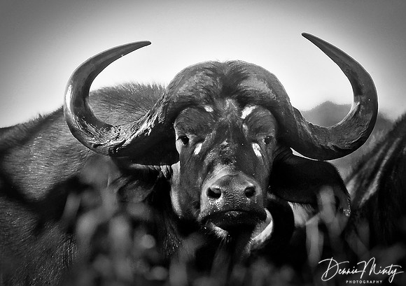 Water Buffalo, Chobe River National Park, Botswana