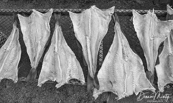 Salt Fish Drying, Fogo
