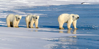 Polar Bears