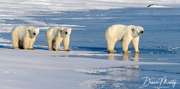 Mother and Cubs, Polar Bears (Ursus maritimus) Churchill, Manitoba, Canada