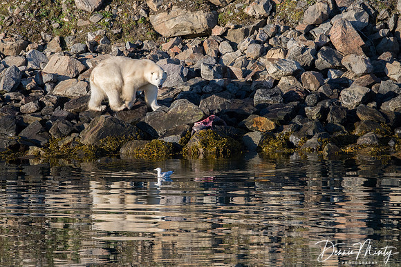 Polar Bear, Nachvak Fjord, Labrador