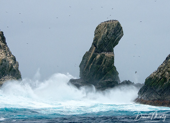 Shag Rocks, Southern Ocean