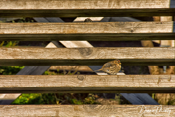 Redpoll, Kangamuit, Greenland
