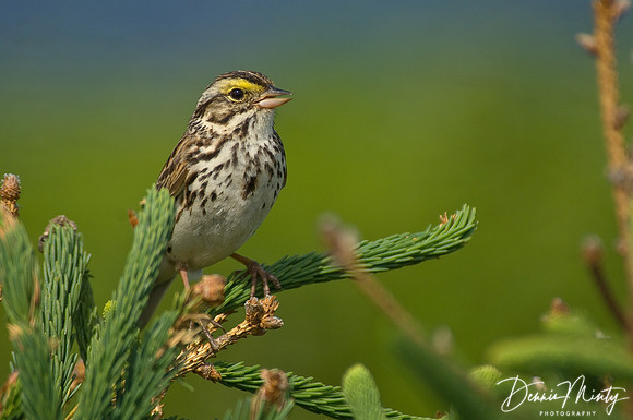 Savannah Sparrow (Passerculus sandwichensis), New Melbourne, Trintit Bay, Newfoundland, Canada