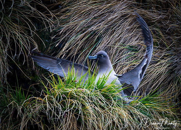 Light-mantled Sooty Albatross (Phoebetria palpebrata), Fortuna Bay, South Georgia