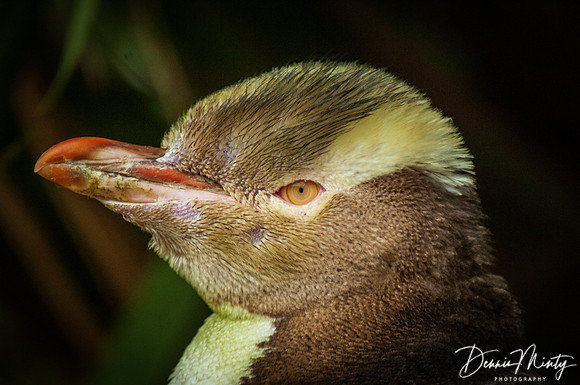 Yellow-eyed Penguin (Megadyptes antipodes), Otago Peninsula, New Zealand