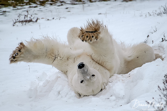 Stretching Polar Bear  (Ursus maritimus), Churchill, Manitoba, Canada