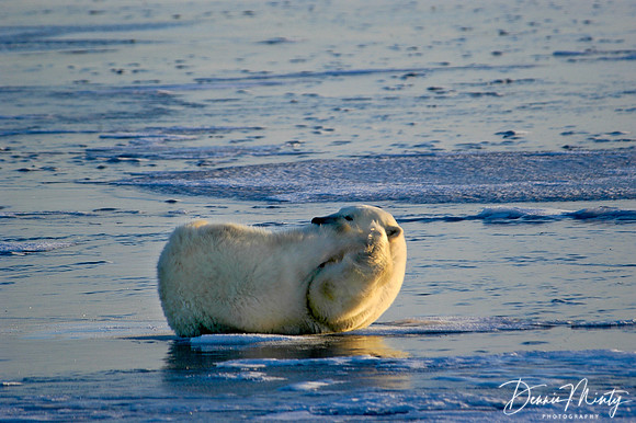 Yoga Practice on Ice, Polar Bear (Ursus maritimus), Churchill, Manitoba, Canada