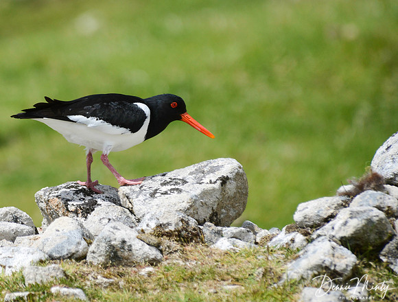 Oystercatcher, St. Kilda, Scotland