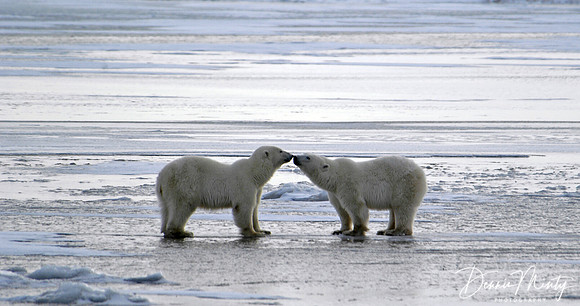 Polar Bears Greeting, (Ursus maritimus), Churchill, Manitoba, Canada