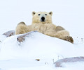Please Pass my Coffee, Polar Bear (Ursus maritimus) Churchill, Manitoba, Canada