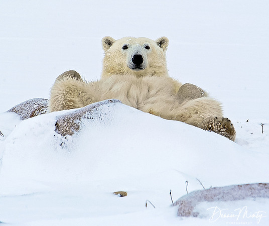 Please Pass my Coffee, Polar Bear (Ursus maritimus) Churchill, Manitoba, Canada