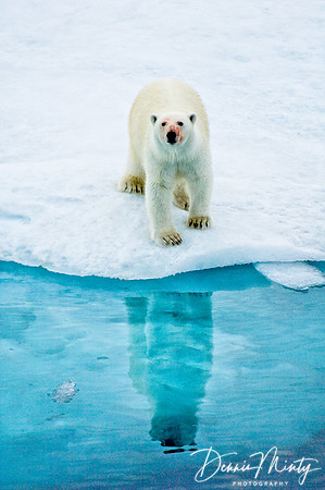 Polar Bear (Ursus maritimus), Jones Sound, Nunavut, Canada