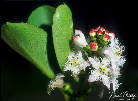 Flora & Fauna, Bogbean