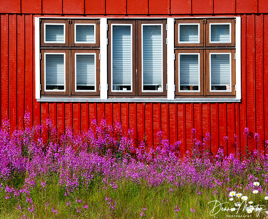 Fireweed, Sisimuit