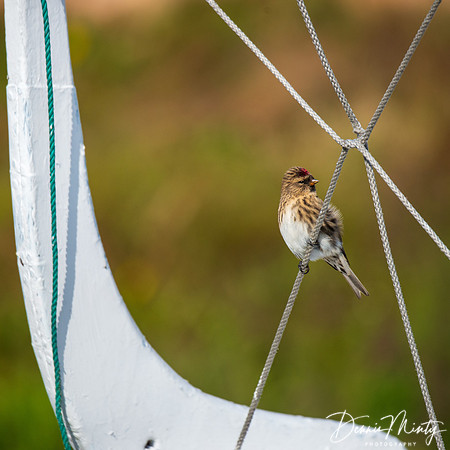 Redpoll, Sisimuit