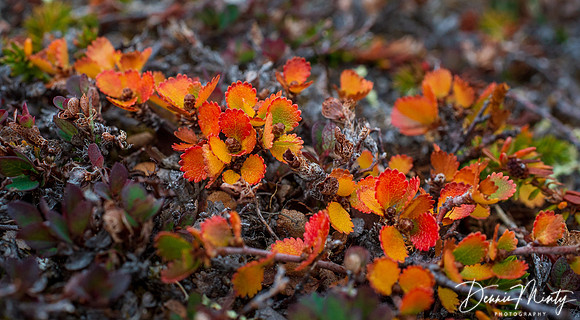 Dwarf Birch, Nordre Stromfjord