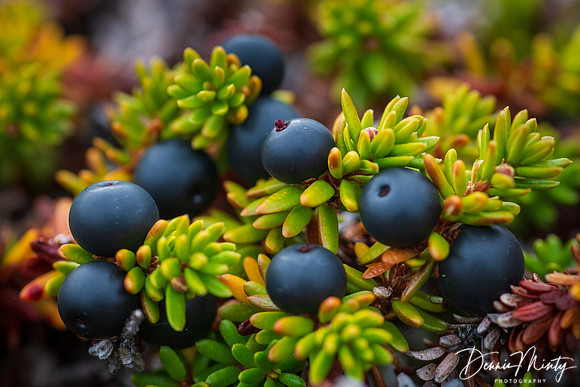 Crowberries, Nordre Stromfjord