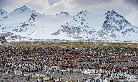 King Penguin Colony (Aptenodytes patagonicus), Salisbury Plain, South Georgia
