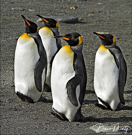 King Penguins (Aptenodytes patagonicus), Gold Harbour, South Georgia Island