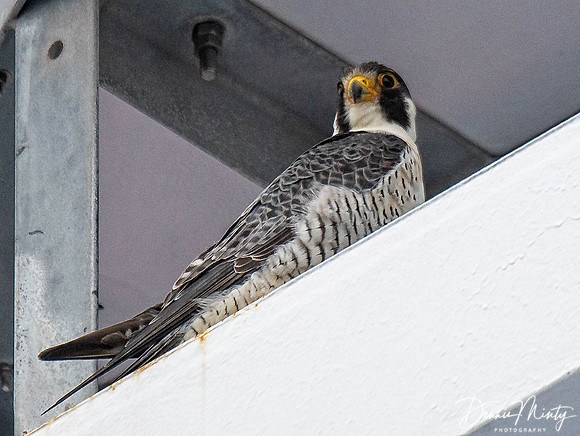 Peregrine onboard