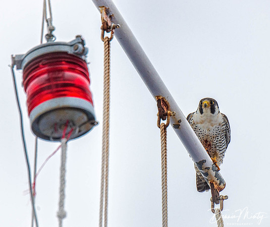 Peregrine onboard
