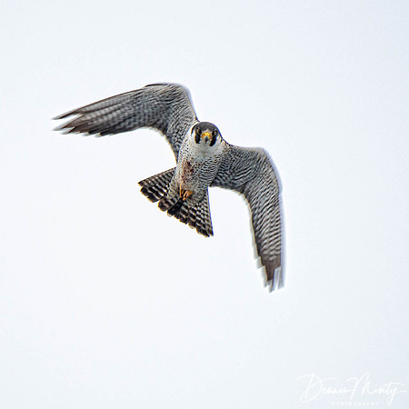 Peregrine onboard