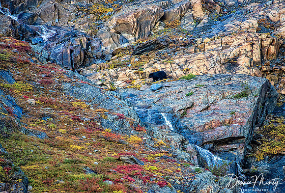 Black Bear, Ramah Bay