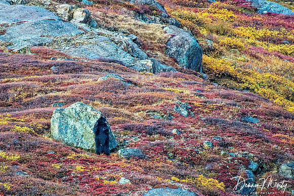Black Bear, Ramah Bay