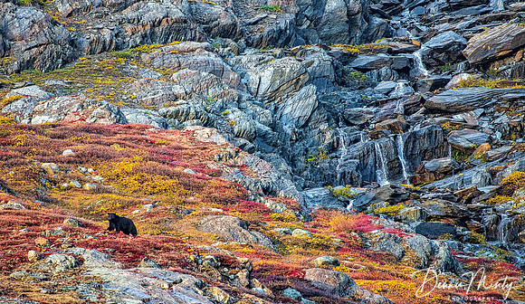 Black Bear, Ramah Bay