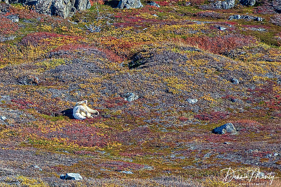 Polar Bear, Nachvak Fjord