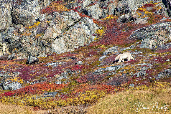 Polar Bear, Nachvak Fjord
