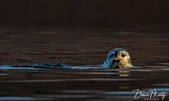 Bearded Seal, Eclipse Sound