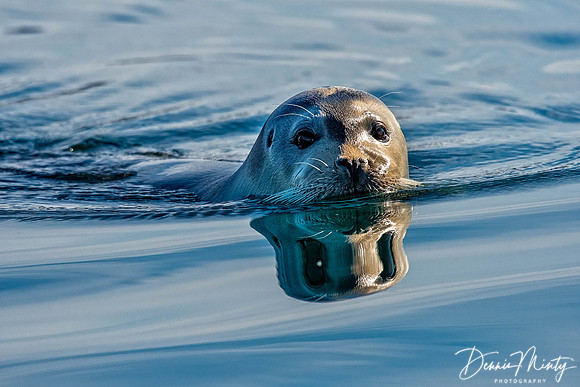 Bearded Seal, Eclipse Sound