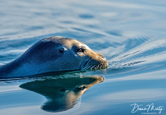 Bearded Seal, Eclipse Sound