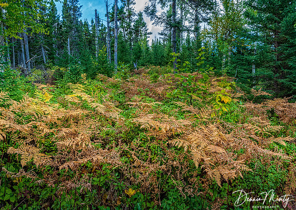 Terra Nova National Park