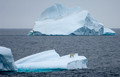 Polar Bear (Ursus maritimus) on Iceberg, Isabella Bay, Baffin Island