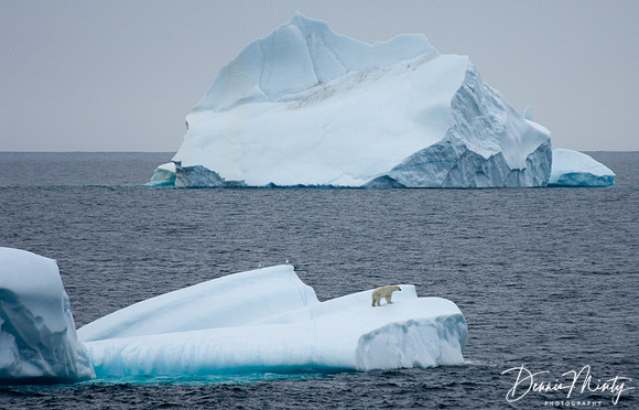 Polar Bear (Ursus maritimus) on Iceberg, Isabella Bay, Baffin Island