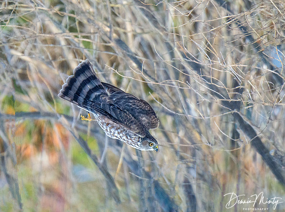 Sharp-shinned Hawk Dives for a Junco