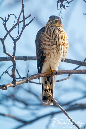 Sharp-shinned Hawk, South River