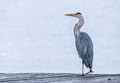 Grey Heron, Dingle