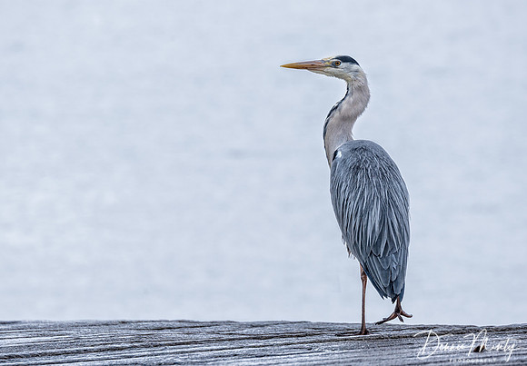 Grey Heron, Dingle