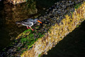 Oystercatcher, Fairlee Quay