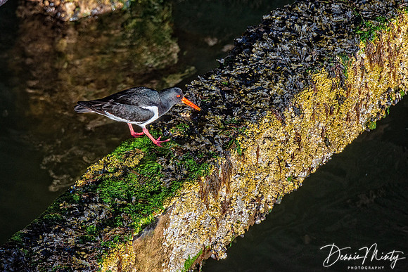 Oystercatcher, Fairlee Quay