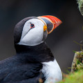 Atlantic Puffin, Fair Isle